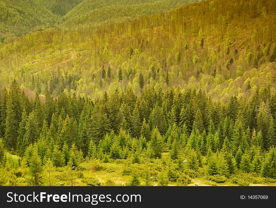 Mountain spruce and beech forest in springtime. Mountain spruce and beech forest in springtime