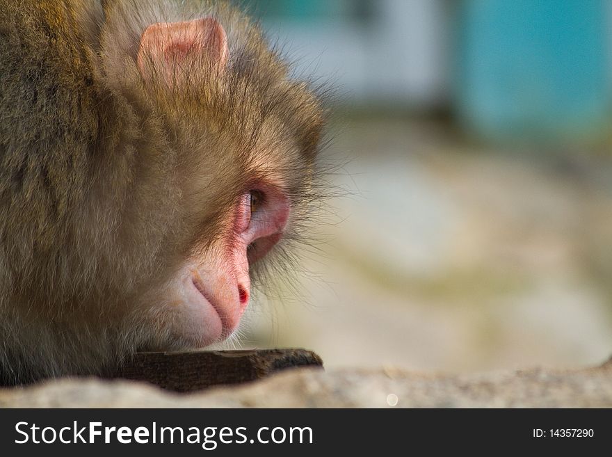 Monkey in a zoo. Keeps a hand in the face of. Eats, thinking.