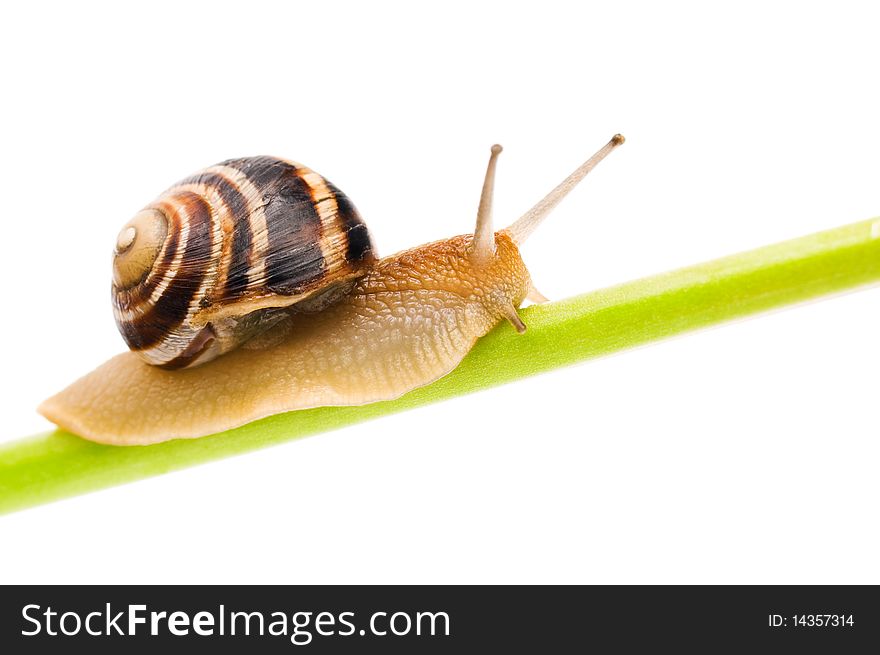 Big garden snail isolated on a white background