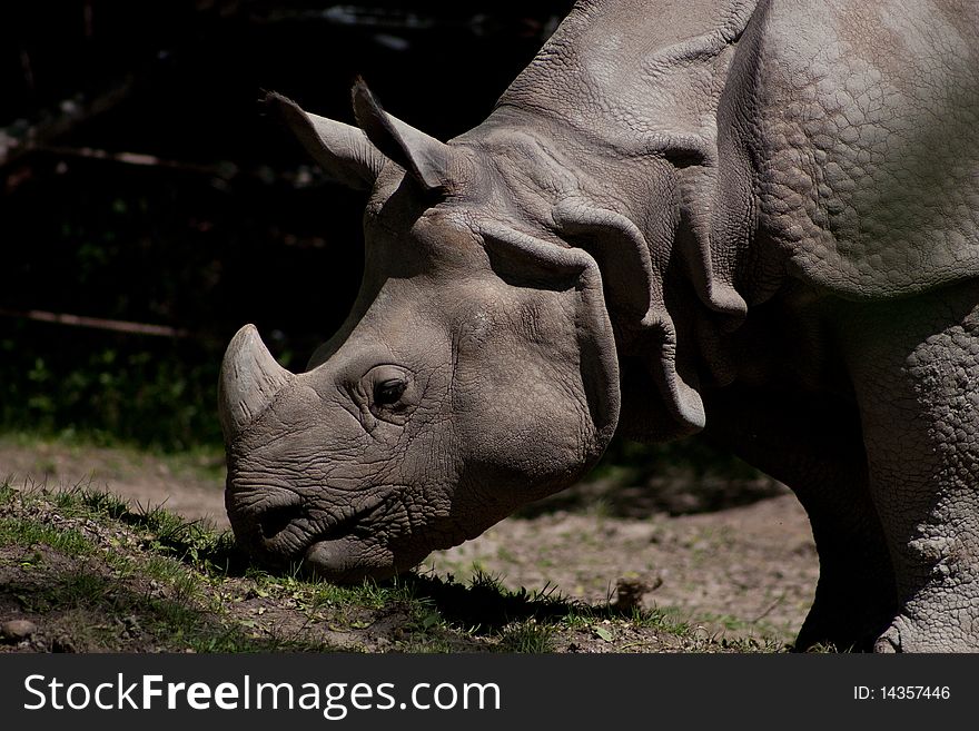 Rhino eating peacefully on grass