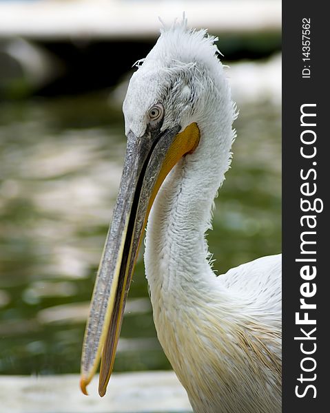 Pelican Closeup