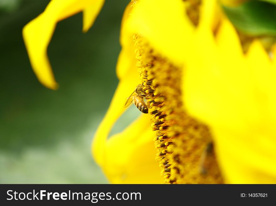 A honeybee pollinating a sunflower. A honeybee pollinating a sunflower.
