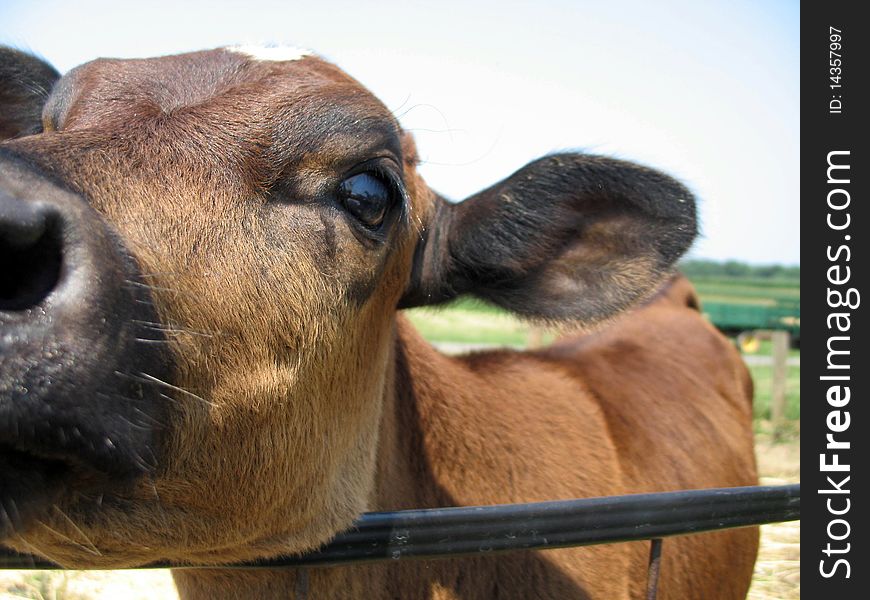 Up close with cow on a farm