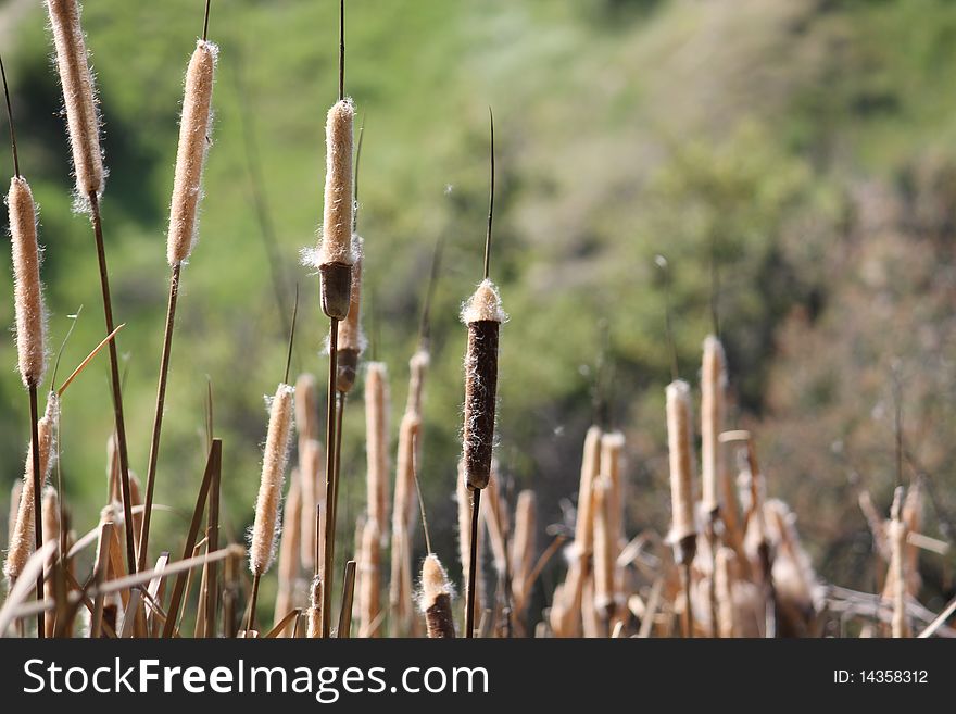 Cattails