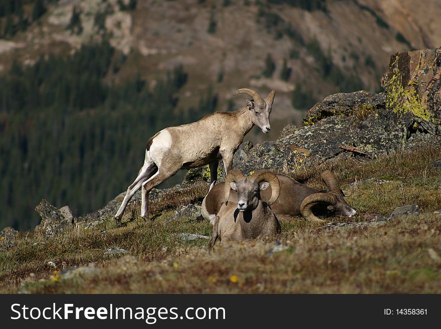 Bighorn sheep herd in Rocky Mountain National Park