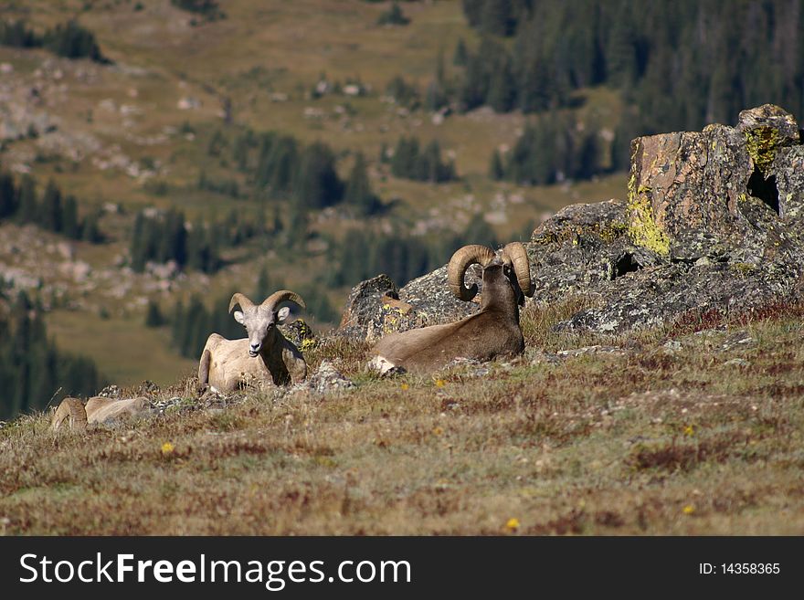 2 sleeping Bighorn Sheep in Rocky Mountain National Park. 2 sleeping Bighorn Sheep in Rocky Mountain National Park