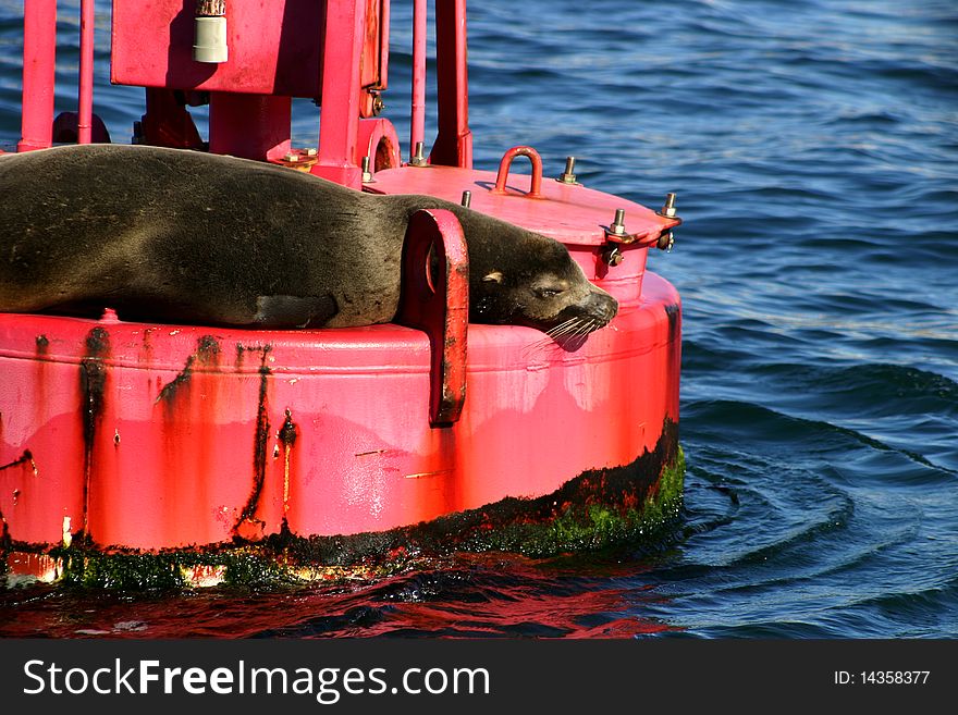 A Sea Lion on a buoy in San Diego. A Sea Lion on a buoy in San Diego