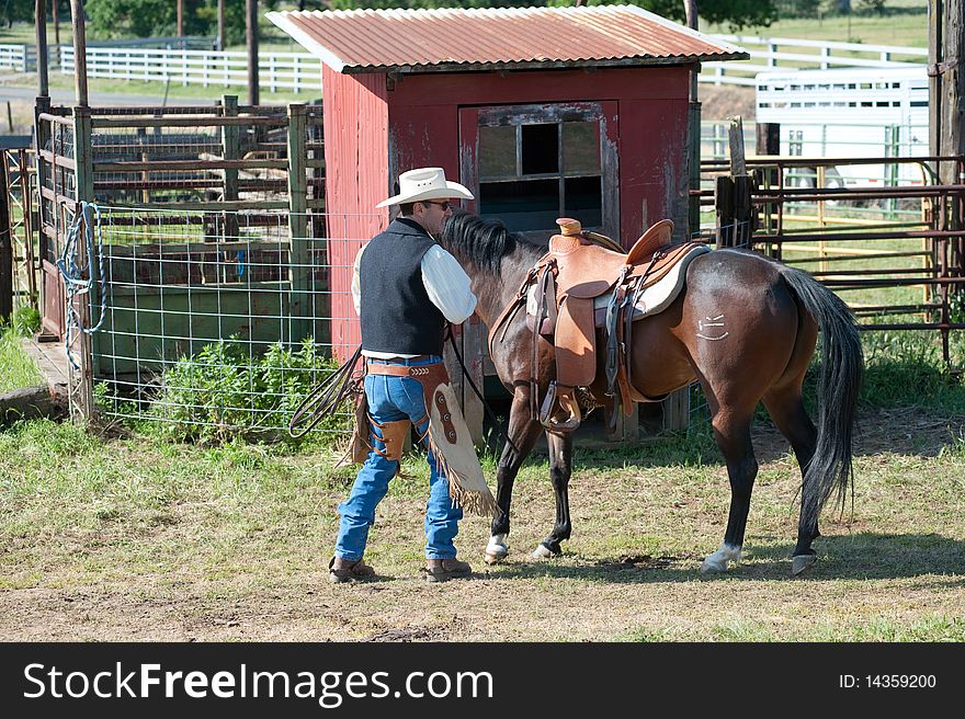 Cowboy preparing to ride his horse. Cowboy preparing to ride his horse