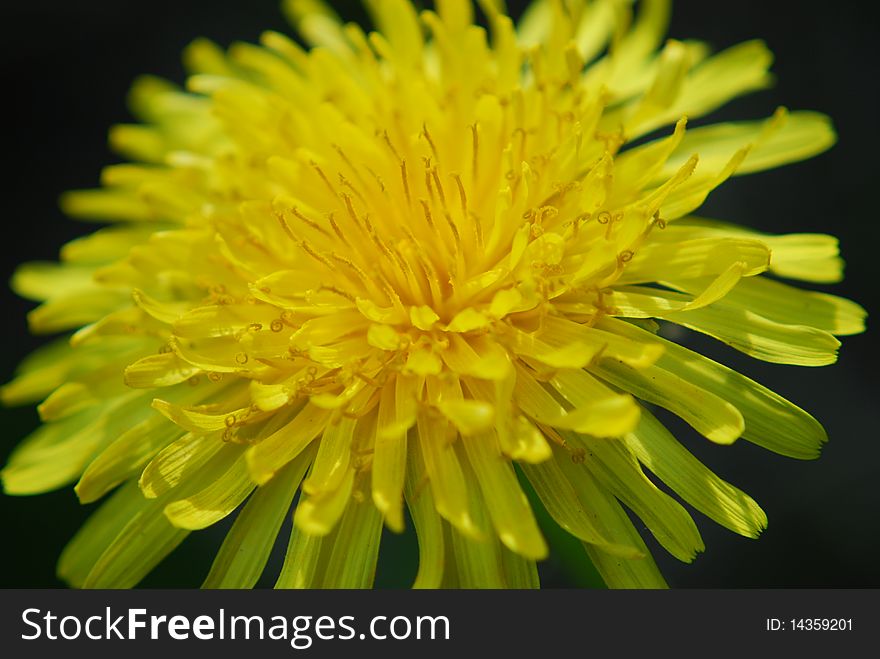 Close up of a yellow dandelion flower