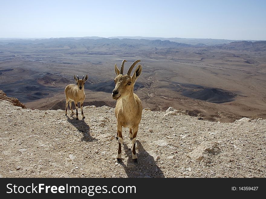 The couple of fearless goats in Negev Desert, Israel. The couple of fearless goats in Negev Desert, Israel.