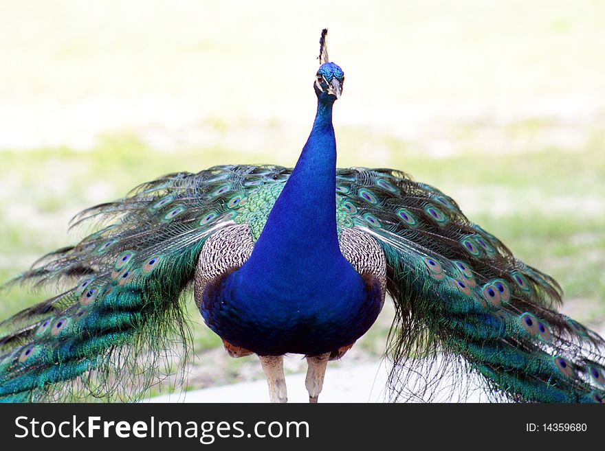 A beautiful male peacock, front view. A beautiful male peacock, front view.