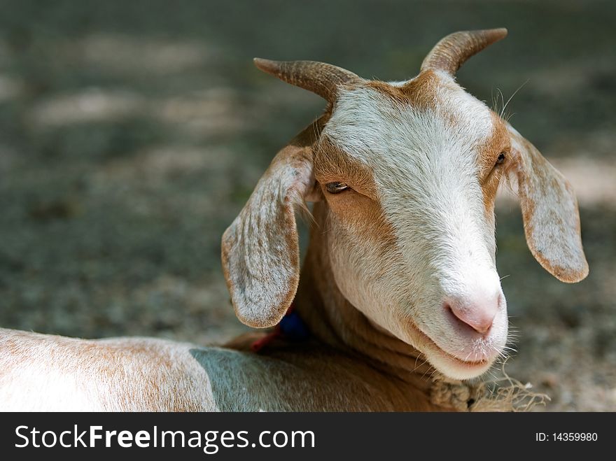 Smile goat in the zoo