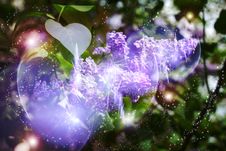 Flowering Lilac Stock Images Flowering Lilac Stock Images