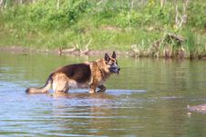 German Sheppard In Water Stock Images