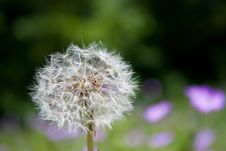 Dandelion Stock Image Dandelion Stock Image