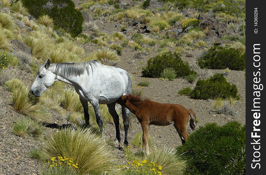 Mare and foal in Nothern Patagonia. Mare and foal in Nothern Patagonia
