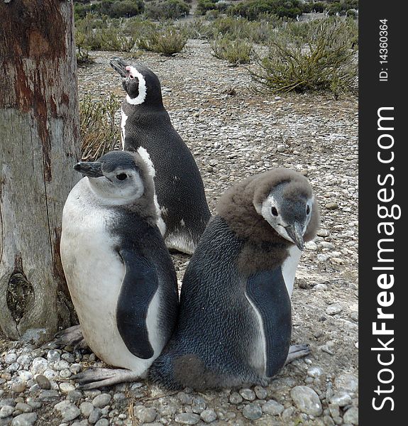 Penguin colony in Rio Gallegos in Argentina