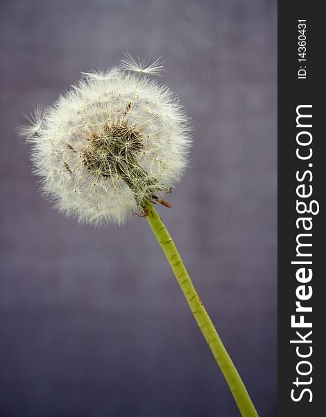 Dandelion clock with loose seeds against a plain background