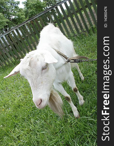 White nanny goat grazing on the green grass