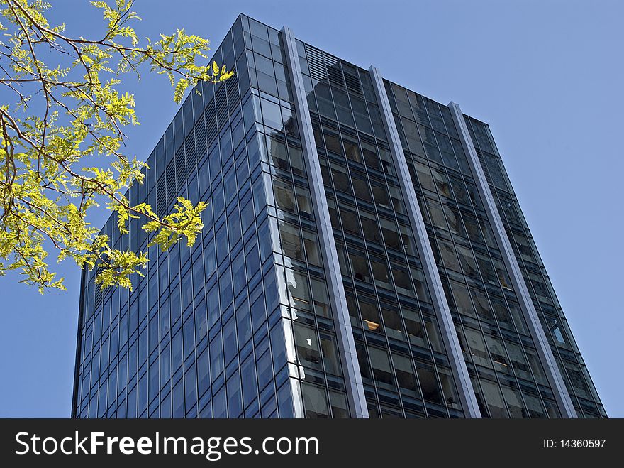 Modern high rise office tower with tree branch in foreground