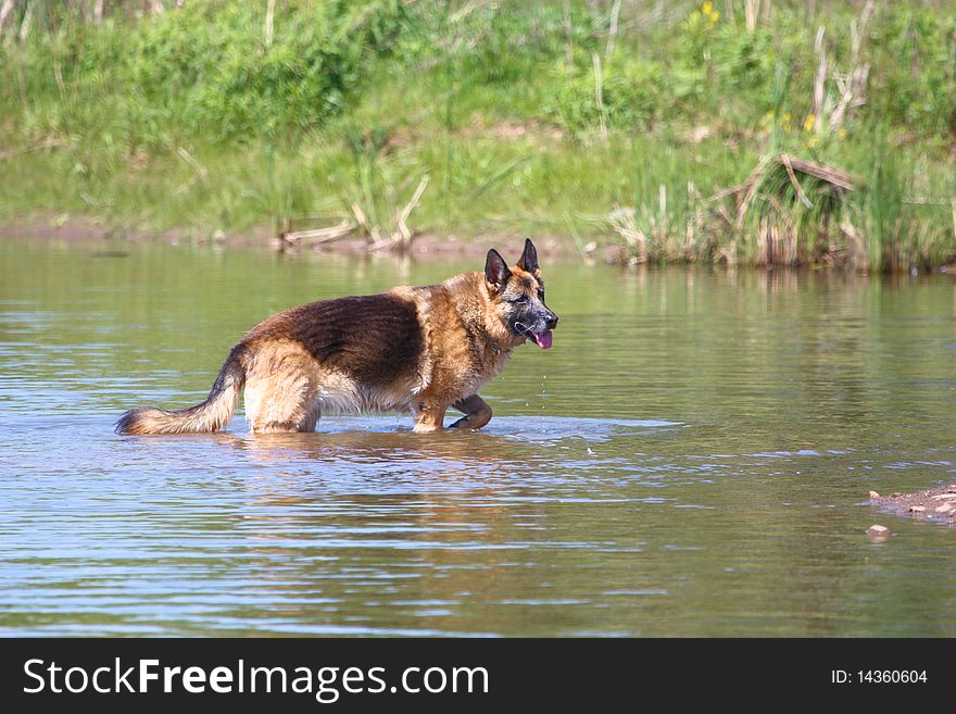 A German Sheppard enjoys the water in neighbourhood pond. A German Sheppard enjoys the water in neighbourhood pond