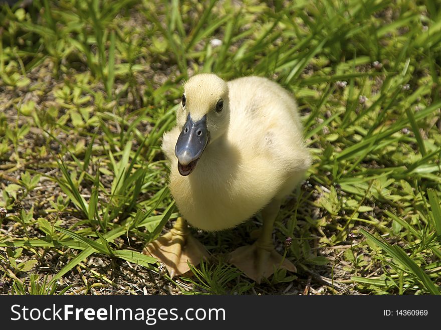 A small yellow ducklinglooking up at the viewer and quacking. A small yellow ducklinglooking up at the viewer and quacking