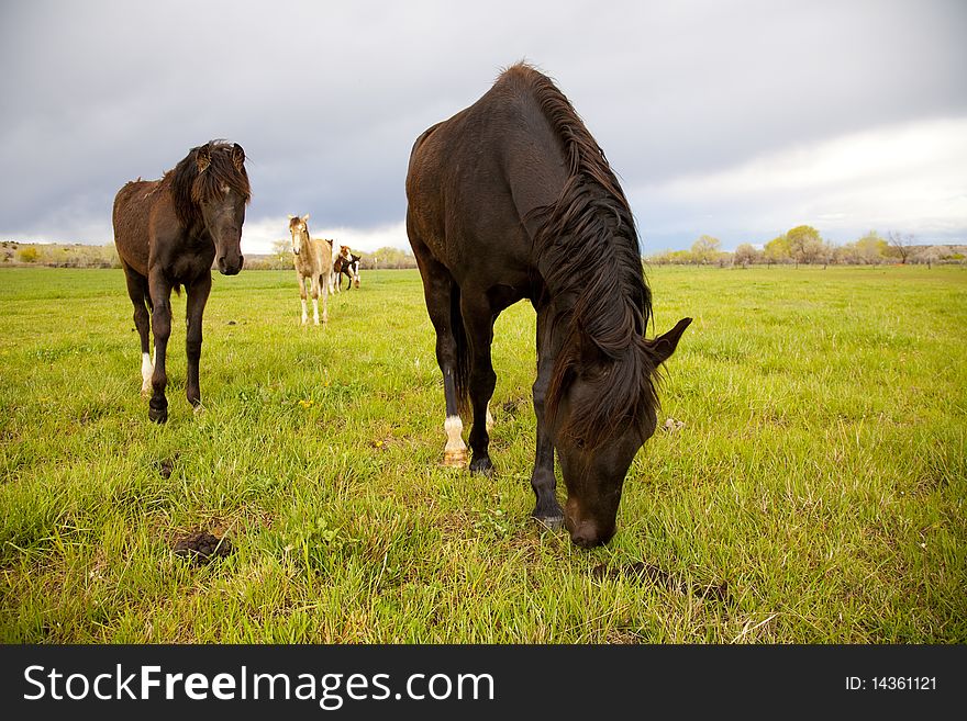 Horses In A Field