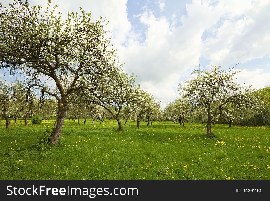 Blossoming orchard, green grass, dandelions