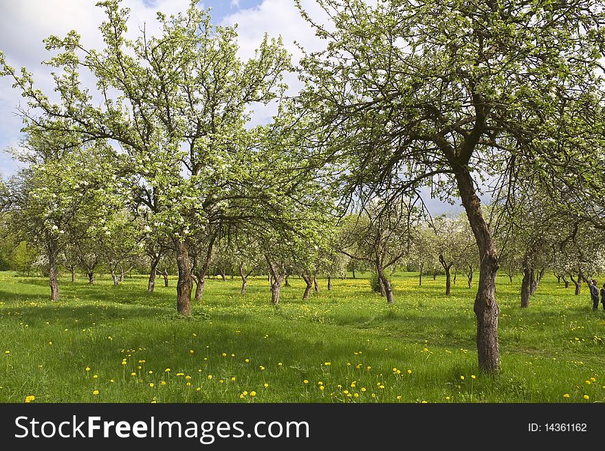 Blossoming orchard