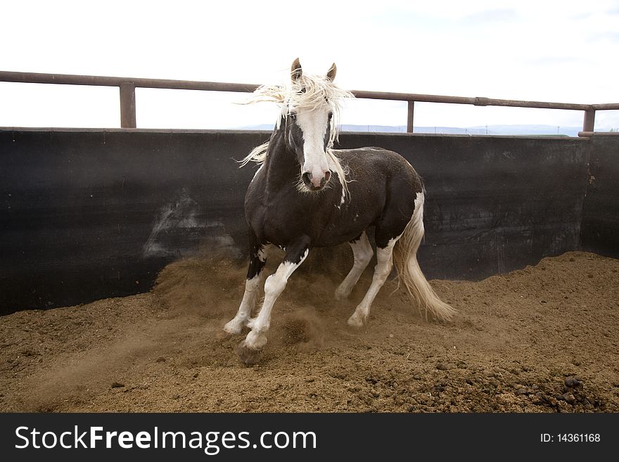 A black and white stallion in a pen. A black and white stallion in a pen