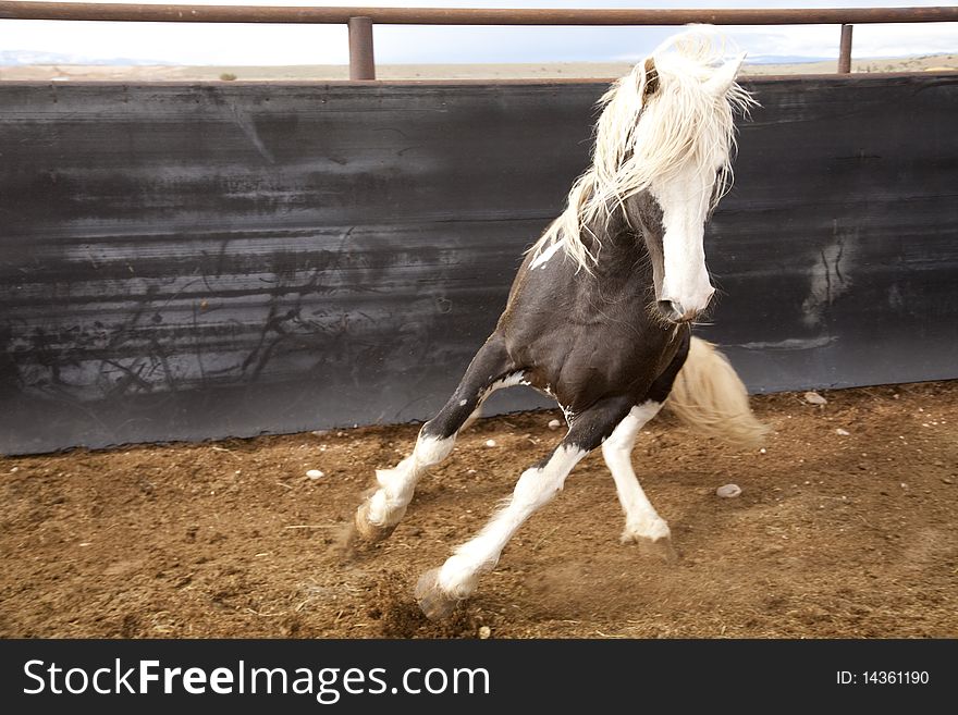 A black and white stallion in a pen. A black and white stallion in a pen