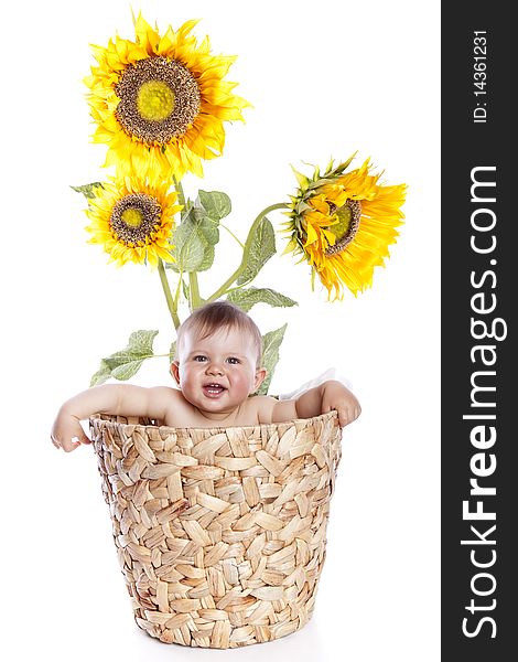 Baby boy in sunflowers on white