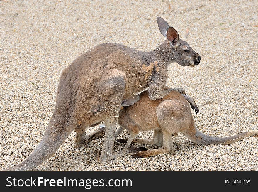 Kangaroo mother is taking care and feeding her kid. Kangaroo mother is taking care and feeding her kid.