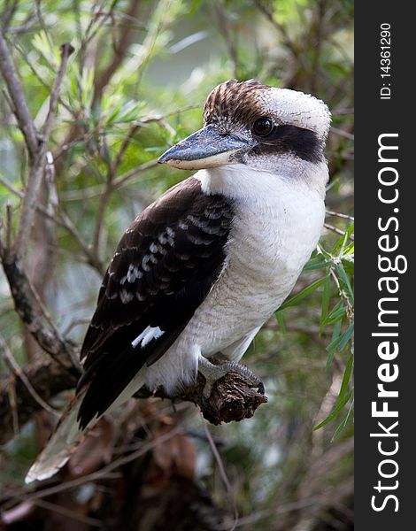 Kookaburra Bird Native Australian Wildlife