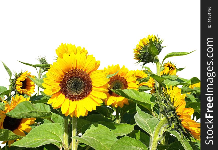 Beautiful yellow Sunflowers isolated over white. Clipping path.