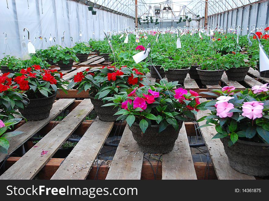Inside a large hothouse with multi colored hanging baskets of impatiens