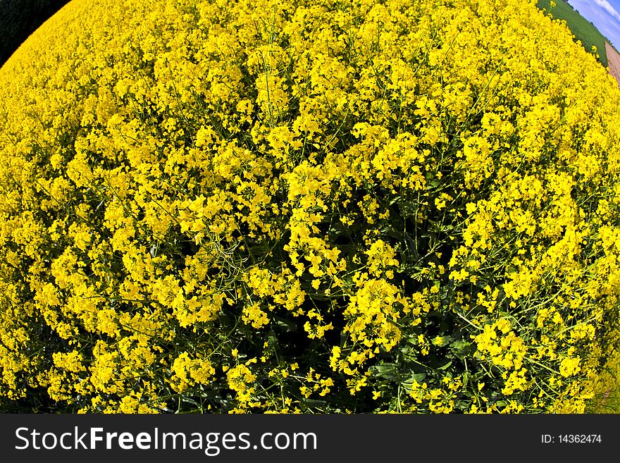 Yellow Rape Field In Spring