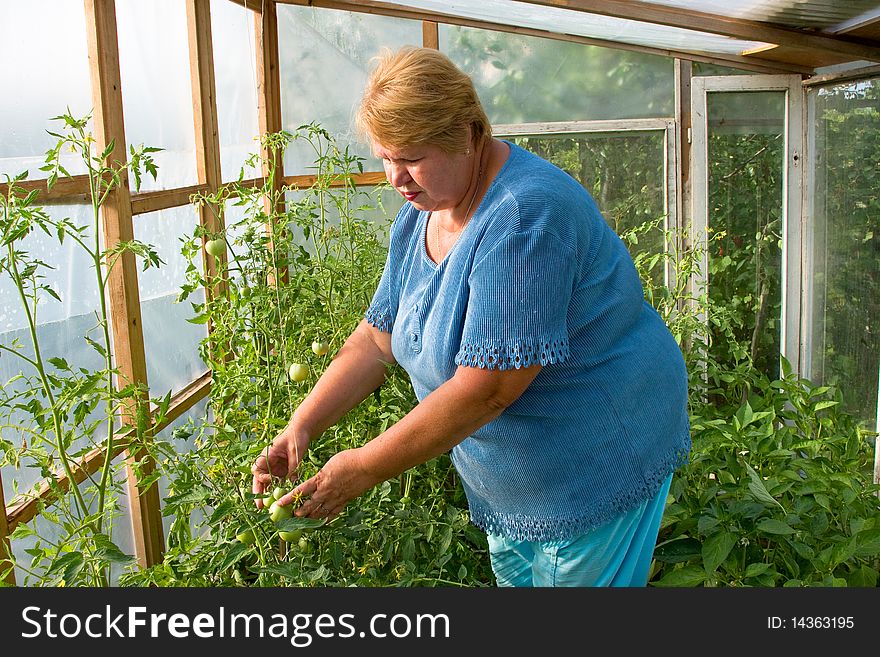 Woman Is Working Hard In A Greenhouse.