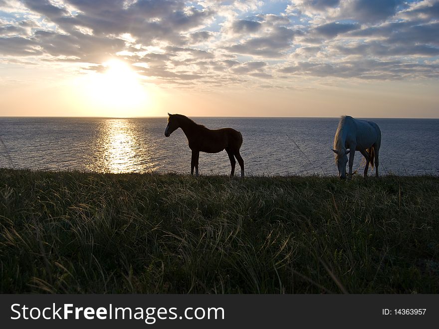 Two horses pasture in a meadow with a beautiful sunset in the background. Two horses pasture in a meadow with a beautiful sunset in the background