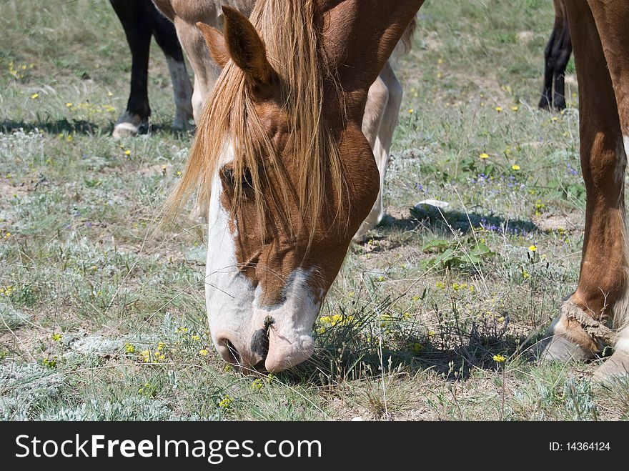 Brown mare bowing its head and eating grass in a meadow near the Black sea. Brown mare bowing its head and eating grass in a meadow near the Black sea