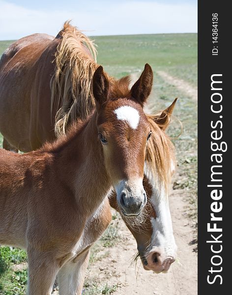 Horses family. Brown foal and mare. Horses family. Brown foal and mare