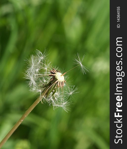 White dandelion on the lawn. White dandelion on the lawn