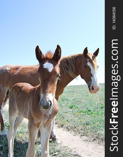 Brown Foal And Mare Staring At The Camera