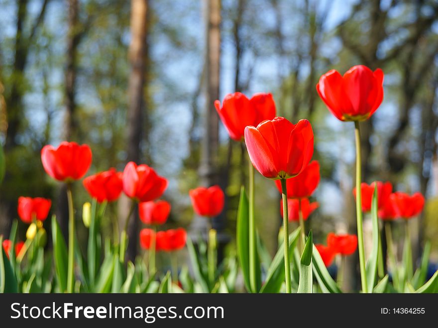Three (much) Red Tulips