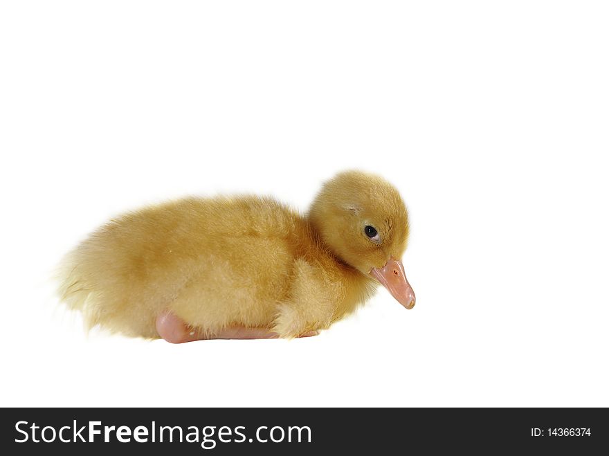 Small yellow duck on white background. Small yellow duck on white background