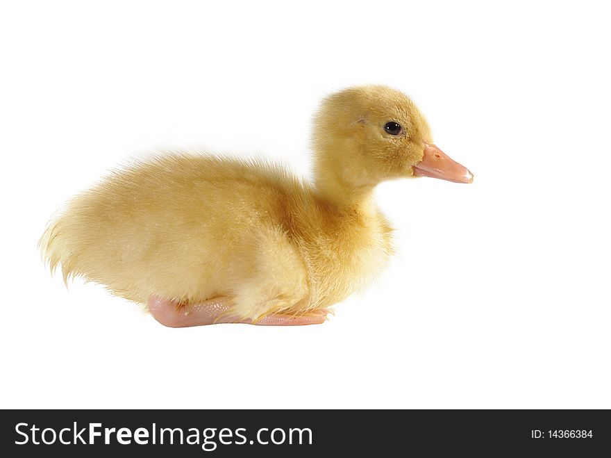 Small yellow duck on white background. Small yellow duck on white background