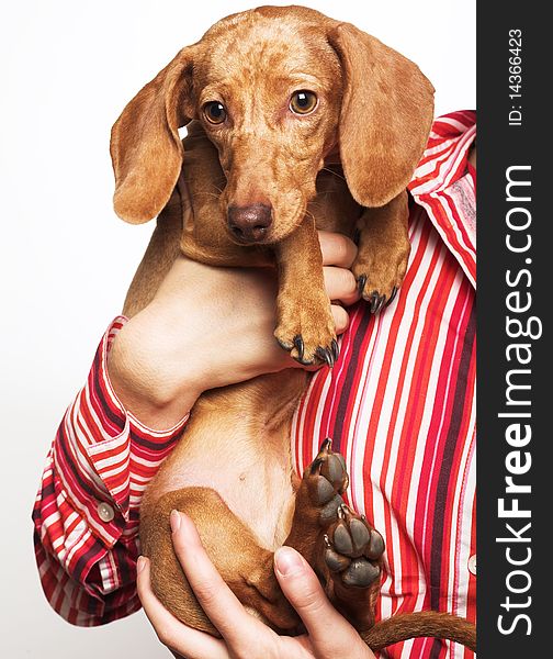 Studio portrait of a young charming woman holding a dachshund