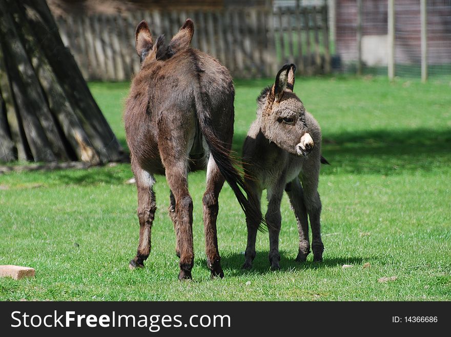 A donkey looks after its four week old baby in a safari park. A donkey looks after its four week old baby in a safari park