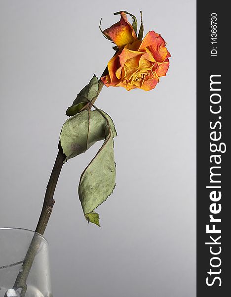 Dried rose flower with leafs over grey background. Dried rose flower with leafs over grey background