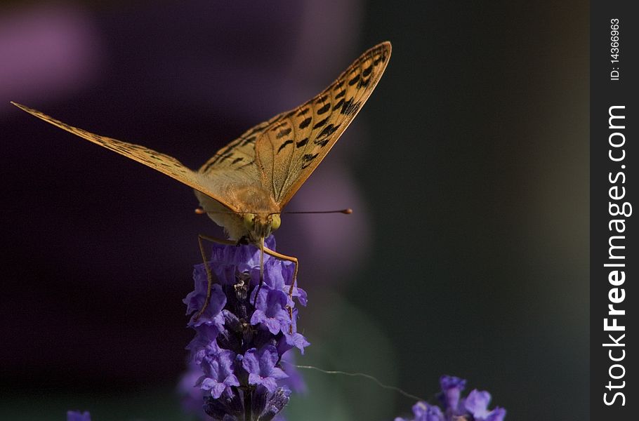 Butterfly sitting on lavender flowers. Butterfly sitting on lavender flowers